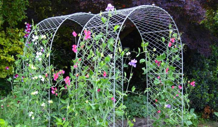 Climbing Plants for Garden Arches