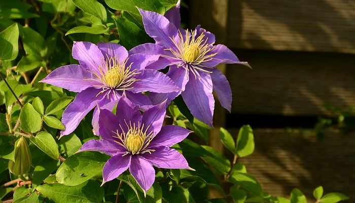 CLEMATIS
