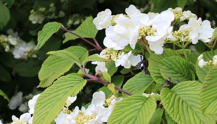 Climbing Hydrangea