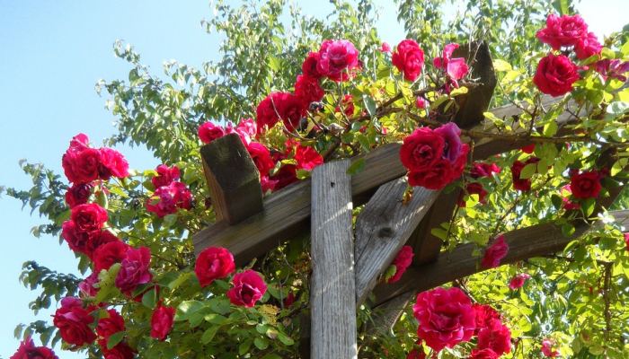 Climbing Rose Climbing Rose