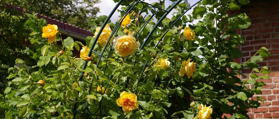 Climbing Plants for Garden Arches