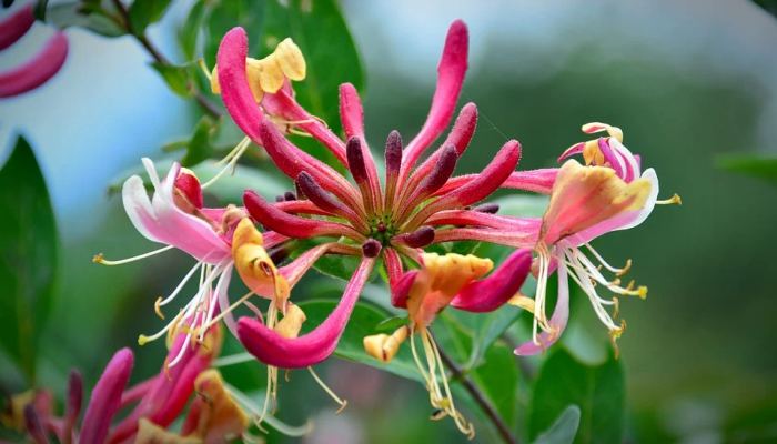 Honeysuckle