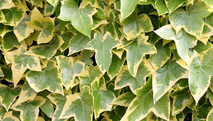 IVY