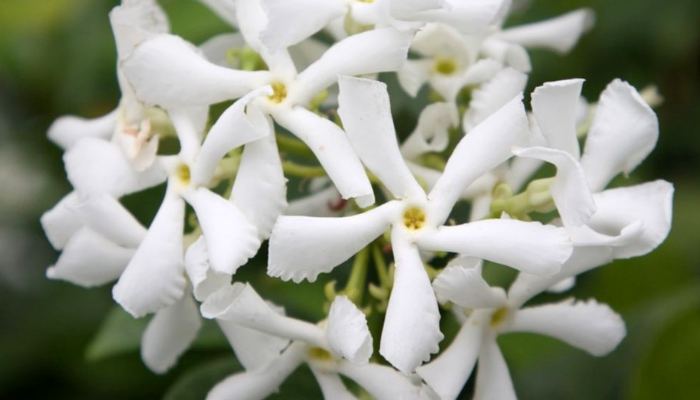 Star Jasmine