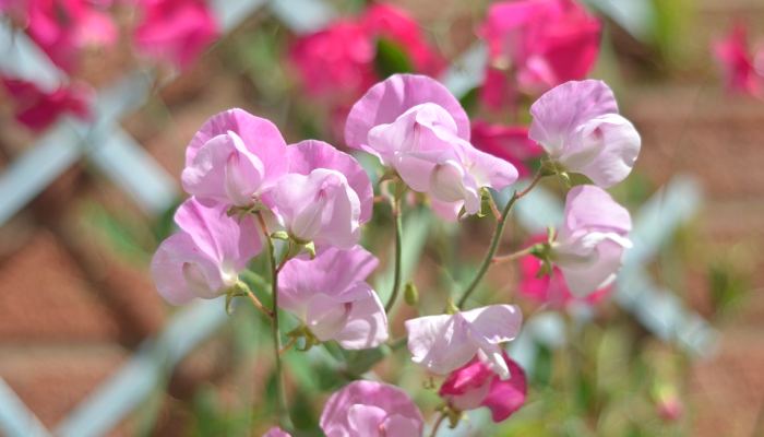 Sweet Peas