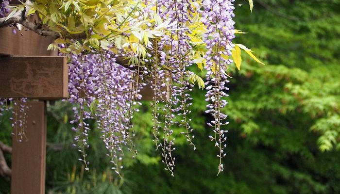 Wisteria