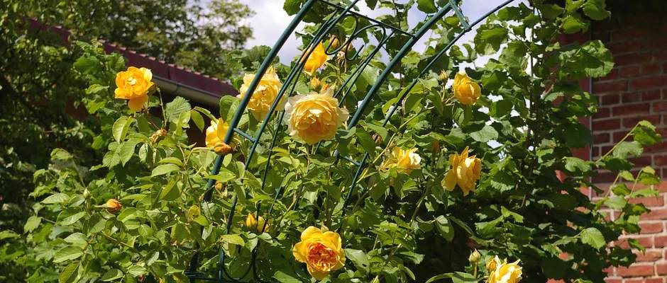 garden arch and rose