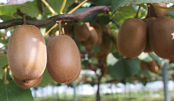 Kiwifruit make great climbing plants