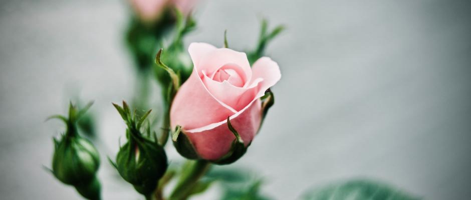 Rose Basics
