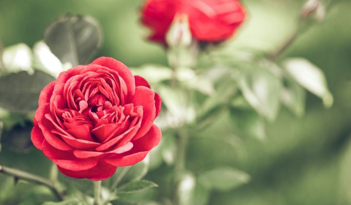 Garden roses