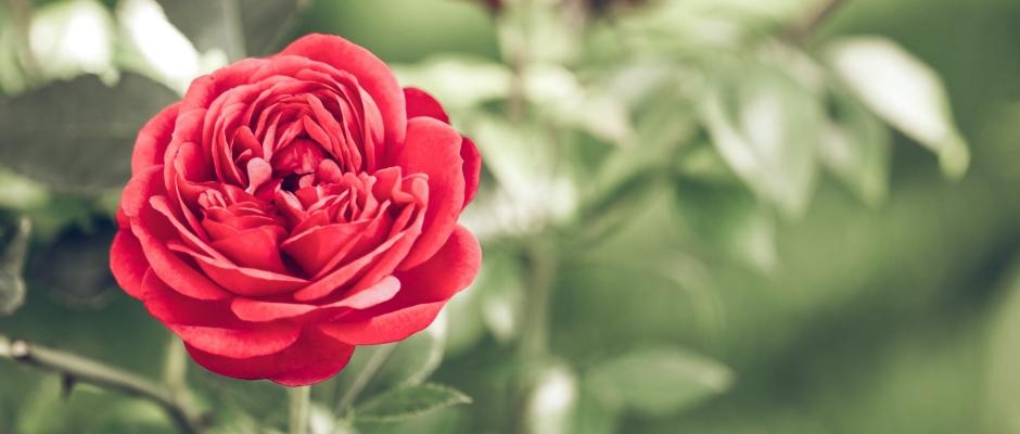 Roses - Questions and Answers